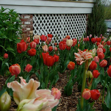Project Spring Surprise