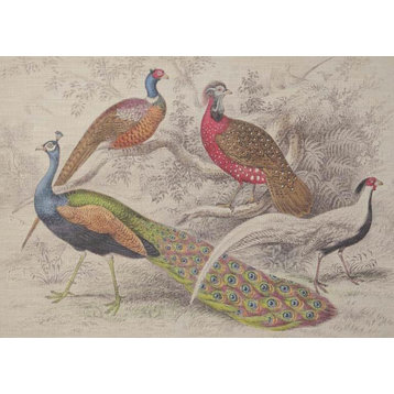 Wall Art Print 19th C Inspired by a Hand-Colored Peacock Peacocks