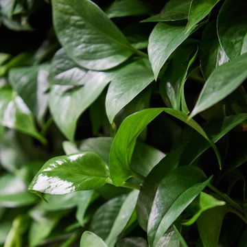 Green Wall/Living Wall/Vertical Garden