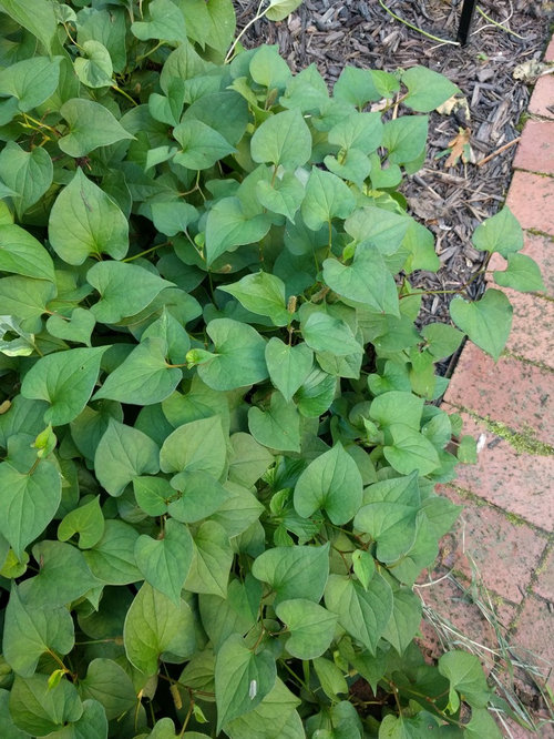 Shade tolerant ground cover in Virginia.