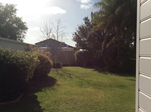 Screening plants to block out view over back fence