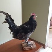 Samuel Sweet's photo