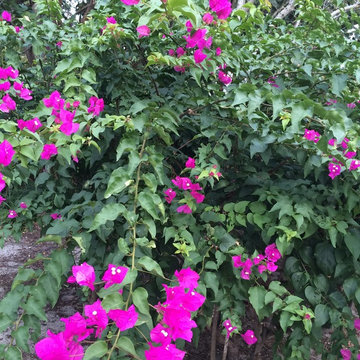 Bougainvellea