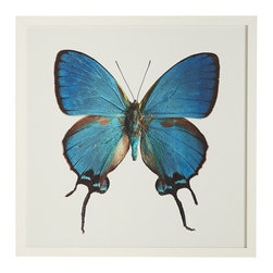 BUTTERFLY WALL ART - CROWNED HAIRSTREAK - Fine Art Prints