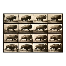 buffalo
