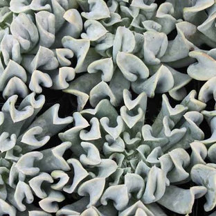 Mittelgroßer, Halbschattiger Eklektischer Garten im Sommer, hinter dem Haus in Sacramento