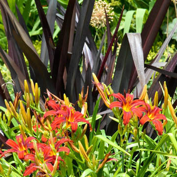 Blackheath Contemporary Garden