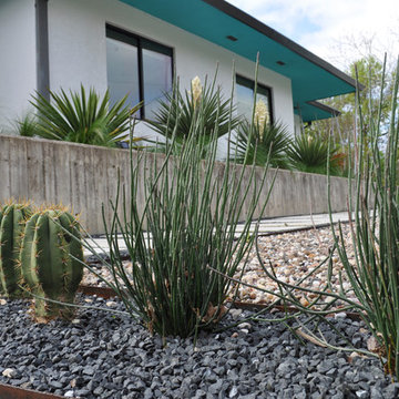 Modern Home Succulents and Cactus