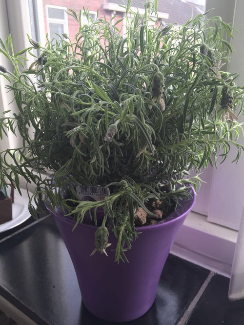 Plante de lavande en train de mourir à l'intérieur
