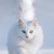 Laura Helliwell's photo