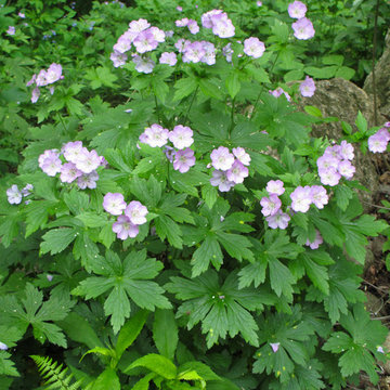 Wild Geranium: A Show-Stopper in the Spring Woodland
