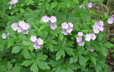 10 Essential Native Perennials for the Great Lakes and Upper Midwest