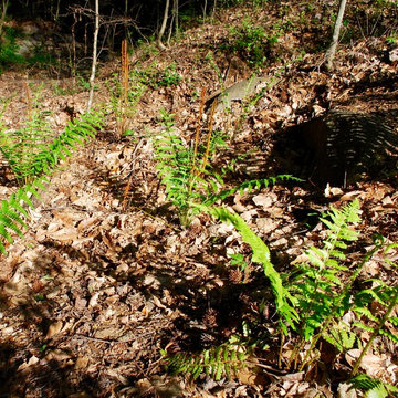 Cinnamon Fern
