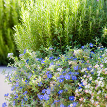 9 Ways to Be Water-Wise in Your Edible Garden