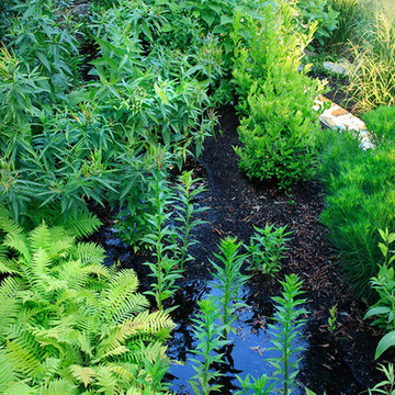 Neighbor's Pool and Rain Garden