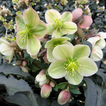 Monte Cristo Hellebore