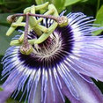Phoenix Perennials and Specialty Plants Ltd.'s profile photo