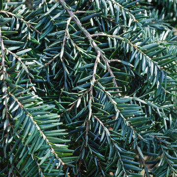 Bennett Canadian Hemlock
