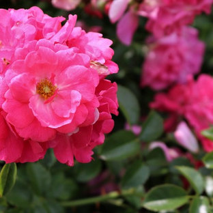 Geräumiger Eklektischer Garten im Sommer mit direkter Sonneneinstrahlung in Chicago