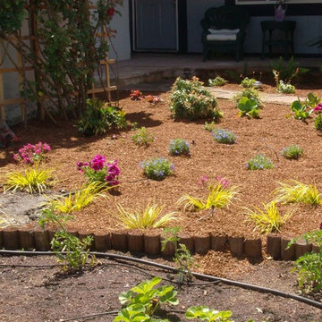 New garden with new drip irrigation containing color plants and redwood bark 3/5