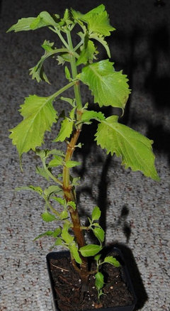 rooting water plant soil coleus