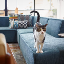 CATS in Homes