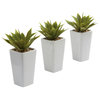 Mini Agave With Planter, Set of 3 White