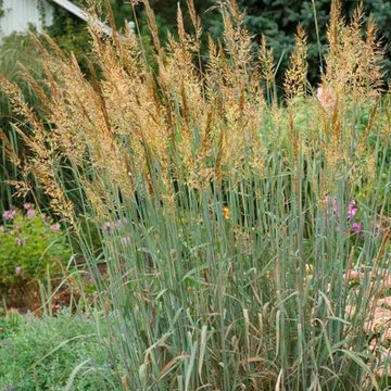 Sorghastrum nutans 'Sioux Blue'