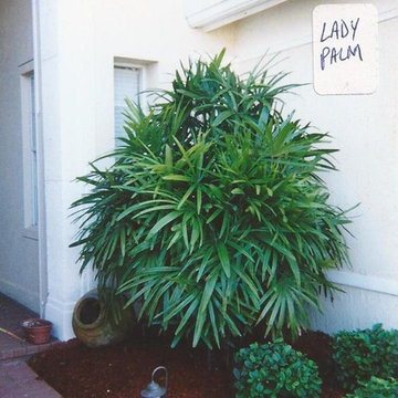 Palm Tree Catalog (will have hundreds to view - work in progress)