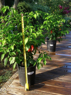 Container planting Vs In ground