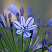 Camille Cassars foto