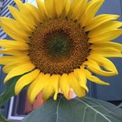 Jeana Steffens's photo