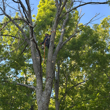 Complete Outdoor Property Improvement and Tree Service