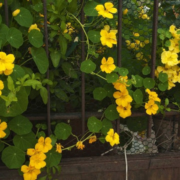 Tropaeolum 'Banana Split'