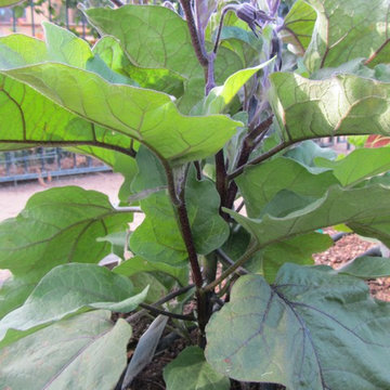 Rancho Santa Fe Edible Garden