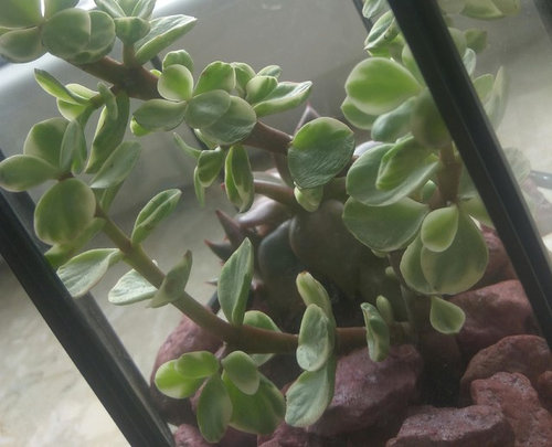 Succulent got wrinkly! Help needed!