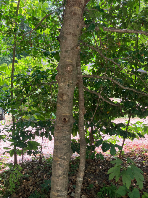 Will bottom branches of an American Holly tree regrow?