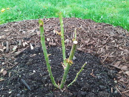 Trying a Double Easy Orange Rose this season (Progress)