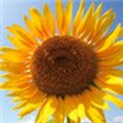 Tanya Vittitow's photo