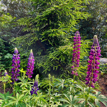 Lupines