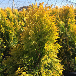 Current Featured Plants - Products