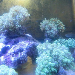 Fresh water and marine fish - Products