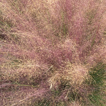 Great Plant Combo's