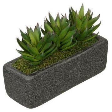 Artificial Green Aloe Garden in Black Sandy-Texture Rectangle