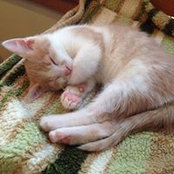 Cara Smeeton's photo