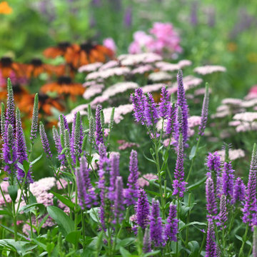 The Wildflower Vibrance Garden