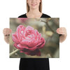 Perfect Petals Colorized Rose, Floral / Botanical / Nature Canvas Print, 16" X 20"