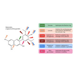 Beta galactosidase - Products