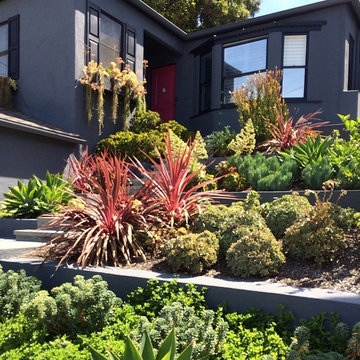 Succulent Terraces - Silver Lake