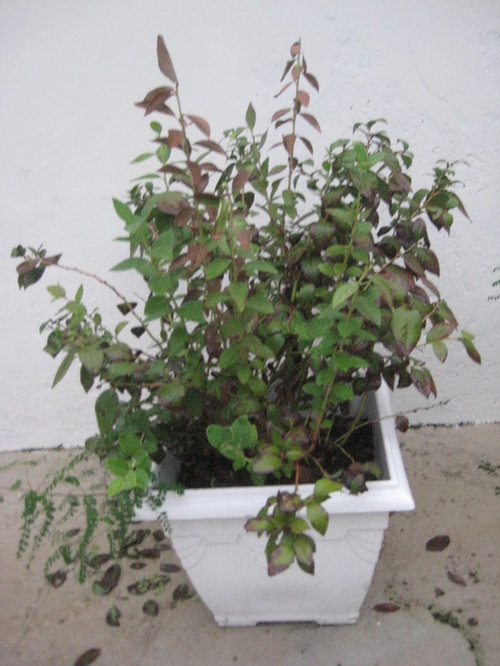 Blueberry leaves turning brown